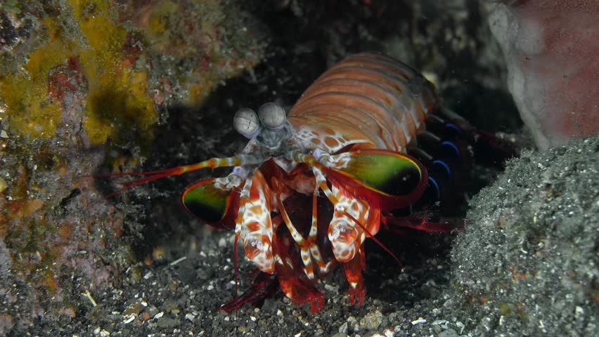A large bright green shrimp hid between colorful corals at the bottom of the tropical sea.
Peacock mantis shrimp (Odontodactylus scyllarus) 18 cm. ID: dark spots on the carapace.