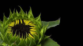4K time-lapse video of sunflowers blooming over a 14-day period.