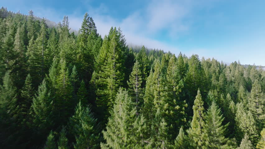Drone flying of tree tops rising in morning mist, Redwood National and State Parks, California, USA. Panoramic shot of cloud formations drifting in sky over wild woods. Natural wallpaper, 4k footage 