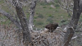 An adult Bald Eagle in its nest feeding its young chicks. This 4k video was shot at a distance of 450 feet from the subject.
