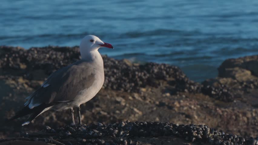 A Western Gull, Larus californicus, standing on a mussel-encrusted rock, in California, at the water's edge, looking at the waves roll in from the Pacific Ocean. Royalty-Free Stock Footage #3459368271