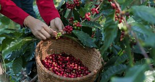 Hands of farmer worker picking red coffee ripe on coffee tree into the basket. top view 4k video
