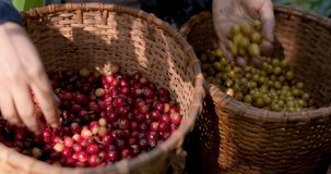 farmer cutout color red and yellow raw coffee beans in basket. 4k video