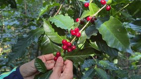 Hands of farmer worker picking red coffee ripe on coffee tree. 4k video

