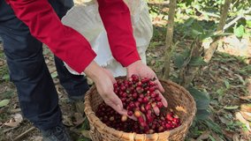 farmer shows and pour down red coffee in her hands. basket bamboo. 4k video
