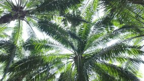Palm Trees Dancing in Sunlight - Powered by Shutterstock - Get 15% off with code: PIKWIZARD15