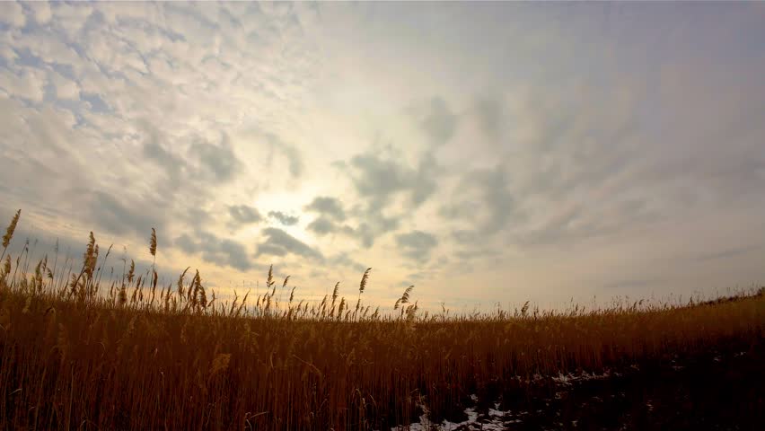 Dry reeds swaying in gentle wind under at sunset in river swamp. Tall grass under cloudy sky. Beautiful uncultivated nature, ecological places
