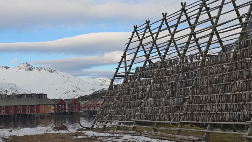 Industrial Fishing and Processing Technologies on Lofoten islands, Norway. Lifting and unloading fish from the fishing boat. A lot of fishes and fish heads hanging and drying on wooden racks