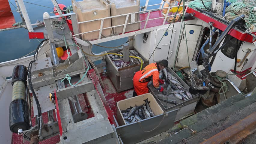 Industrial Fishing and Processing Technologies on Lofoten islands, Norway. Lifting and unloading fish from the fishing boat. A lot of fishes and fish heads hanging and drying on wooden racks