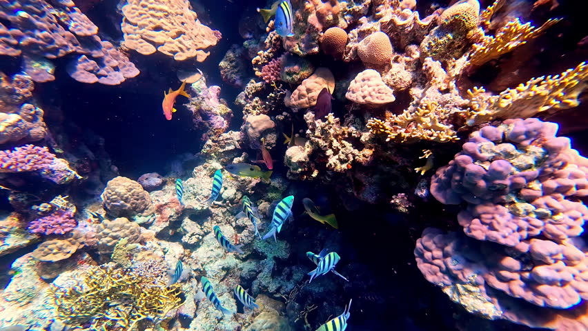 A School Of Sergeant Major Fishes Swimming Through Coral Reefs. Underwater
 Royalty-Free Stock Footage #3459677715