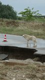 Vertical video of dog standing near collapsed road. Traffic cone warns of damage. Destruction of asphalt road surface after tsunami and earthquake. Informing and warning drivers about dangerous area.