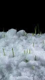 4K Time lapse of snow melting and winter wheat growth. Time lapse of green grass growth isolated on black background. Germination rate of seeds germinating in spring. Macro shot, vertical footage.