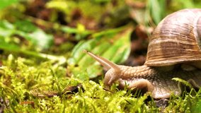 Garden Snail Mollusk Creeping Animal in Park, The Best Slow Moving Snail View With Nature 4k Clip, Closeup View Of Slow Moving Snail Mollusk Creeping Animal.