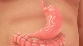 Four layers of the stomach wall 3d rendered video clip