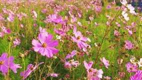 Beautiful purple cosmos flowers at cosmos field in morning sunlight. amazing of cosmos flower field landscape in sunset. nature flower  background.4k video