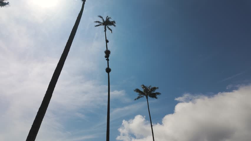 Establishing large wax palm trees and colombia cocora valley on sunny day