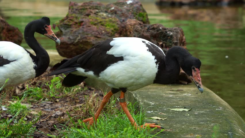 Magpie goose, anseranas semipalmata with striking black and white plumage, standing by the pond in its natural habitat in a wildlife enclosure, close up shot.