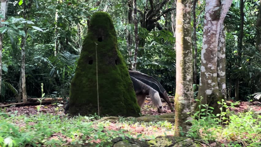 Giant Anteater Walking Among The Trees In The Jungle. Tracking Shot