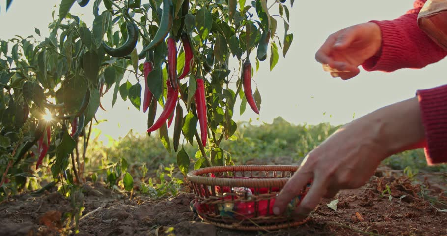 A farmer plucks red peppers from the bushes and places them in a basket full of freshly picked peppers.