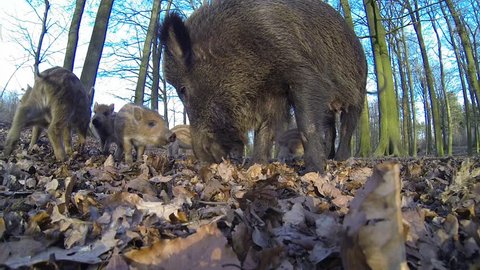 Wild boar with piglets in the forest, wide angle lens, spring, (sus scrofa), gopro