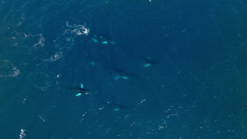Top down aerial view over pod of humpback whales swimming and spouting together Royalty-Free Stock Footage #3459866653