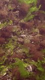 Vertocal video, Camera moving forwards over rock reef covered with mussels and algae: Ulva, Cladophora and Bryopsis, Slow motion
