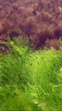 Vertical video, Rock reef covered with mussels and algae: Ulva, Cladophora and Bryopsis on sunny day in sunbeams, Slow motion