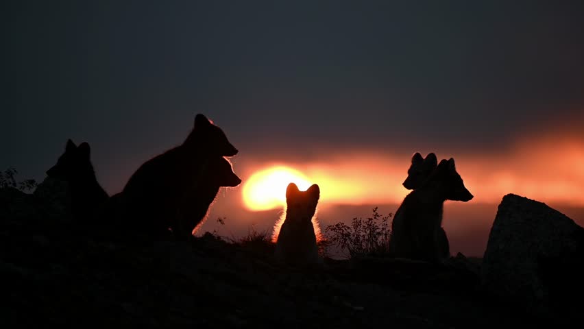 Arctic Fox puppies resting on Norway tundra, silhouetted against brilliant sunset
