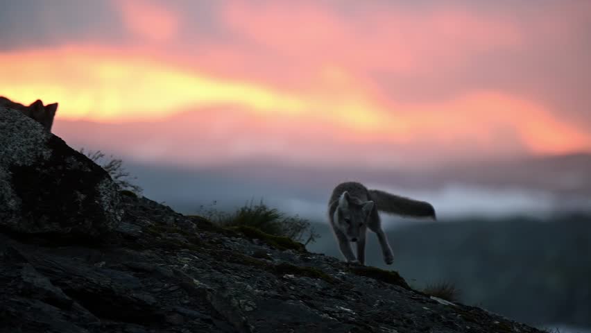 Arctic fox pup run towards family in front of stunning sunset, slow motion