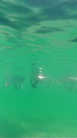 Vertical video, Underwater view of group of white swans swim on surface of water, Slow motion. Waterfowls floating in the sea on surface