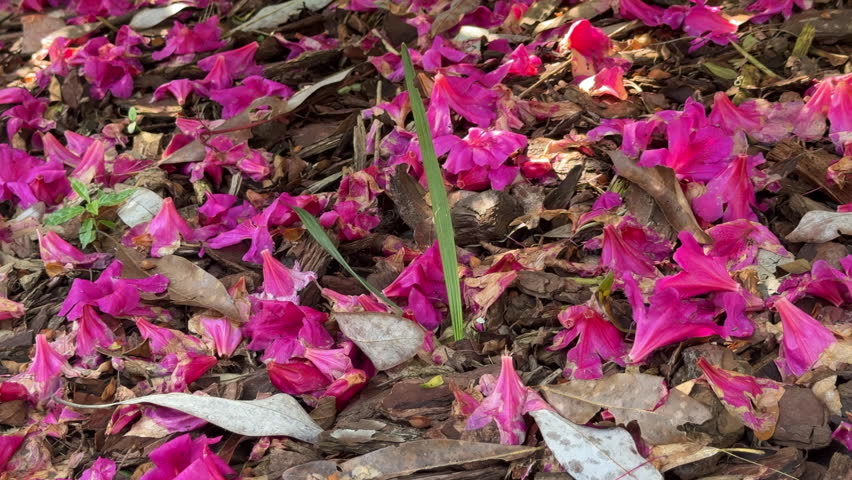 Pan shot of many azalea petals (unidentified species) fallen amid greenery on the ground in a botanical garden, mid March in central Florida. For motifs of ephemerality, the brevity of beauty. Royalty-Free Stock Footage #3459930081