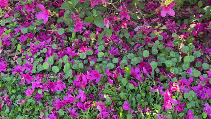 High-angle pan of many azalea petals (unidentified species) fallen amid greenery on the ground in a botanical garden, mid March in central Florida. For motifs of ephemerality, the brevity of beauty. Royalty-Free Stock Footage #3459930289
