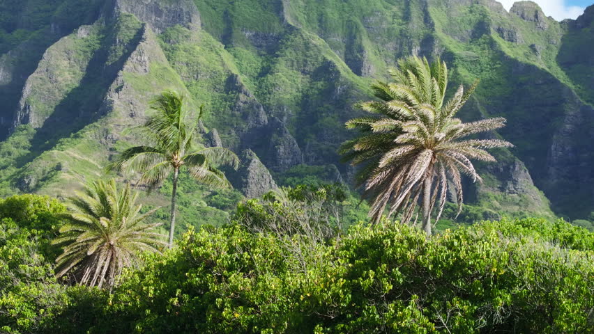 Cinematic Green mountains peaks on paradise tropical island. Epic nature landscape for exotic island tourism background. Green palms on background of volcanic summit on Hawaii island Oahu. USA tourism