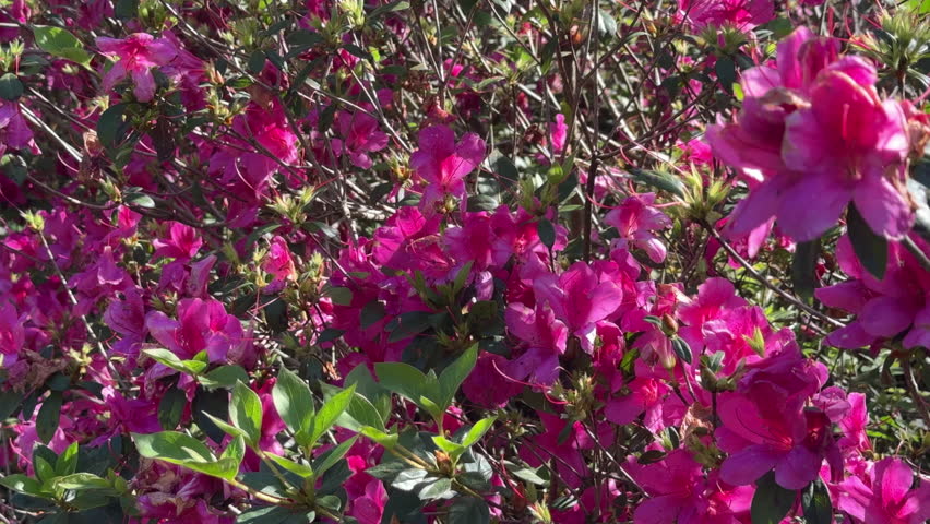 Tilt shot of blooms on an azalea shrub (unidentified species), and petals on the ground, in a botanical garden in mid March, central Florida. For motifs of ephemerality, the brevity of beauty. Royalty-Free Stock Footage #3460004111