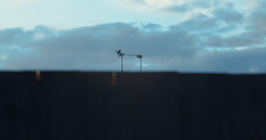 A crow perching on the external antenna of a household television set before flying away | view from the perspective of a house window | the clip may represent the passage of time