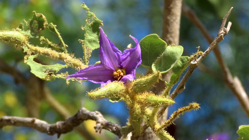 The flower of Solanum lycocarpum, or wolf apple plant. Brazilian savanna vegetation, the Cerrado ecoregion. 
