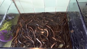 Many live eels a store aquarium, fish market. 4k Realtime video