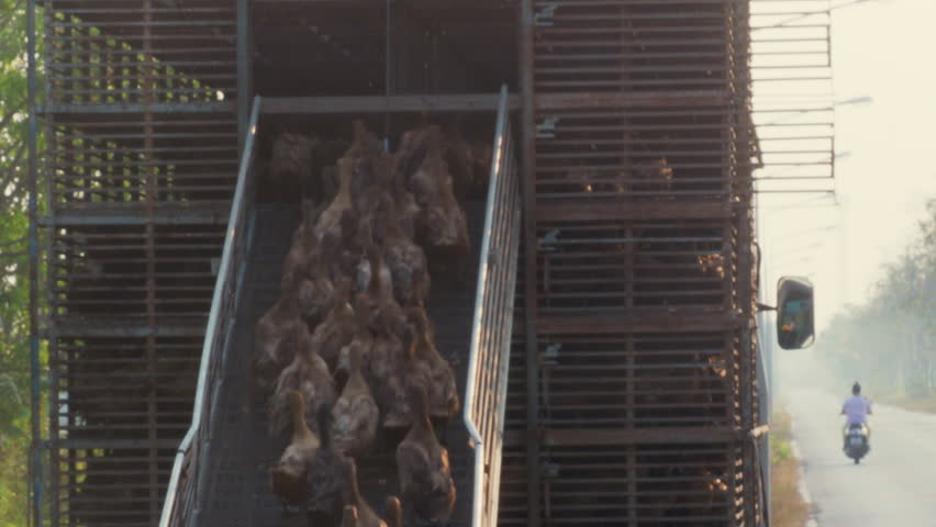 Ducks walk up to the car to move. Duck Chase Field Mob in Thailand