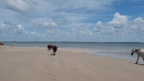 cinematic shots of horses walking on the beach with the sea in the background