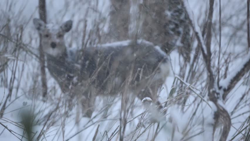 Cervus nippon yesoensis living in the snowy mountains