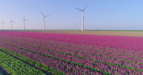 Aerial shoot: Stack of footage, Tulip fields near Wind turbine, Amsterdam, Netherlands, 4k