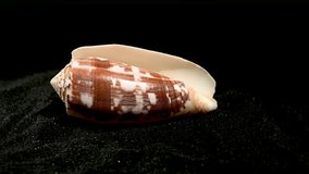 Conus geographus shell on a black sand background HD