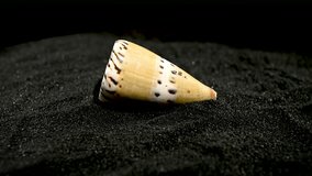 Conus mustelinus ermine cone shell on a black sand background HD