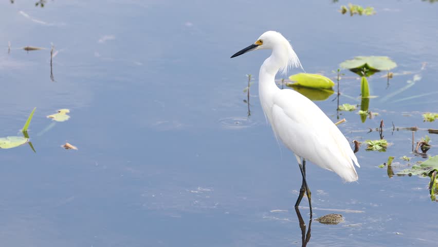 Close up view of Snowy Egret bird in the lake at Orlando wetlands, Florida.