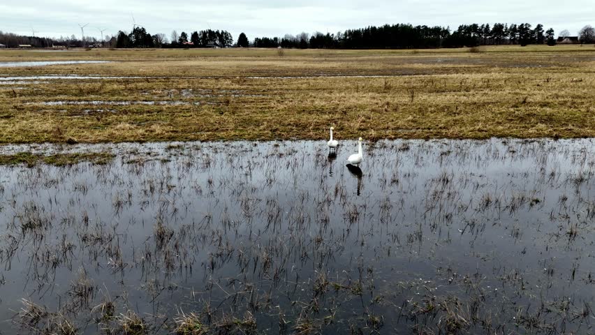 Two swans are walking and eating in a wet field of tall grass. The water is murky and the grass is brown