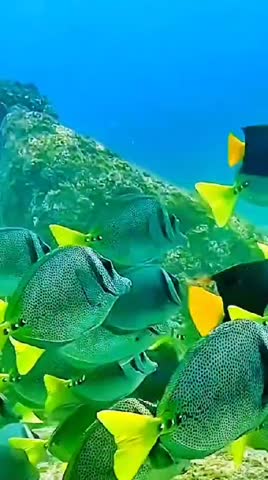beautiful sea turtle and sea animal 