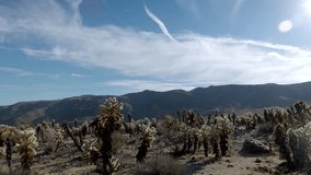 Cacti field in Joshua Tree National Park in California with video panning right to left.