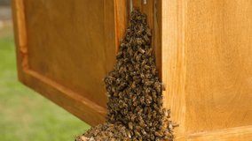 Bee frenzy on a wooden hive. This video clip shows a swarm of bees crawling all