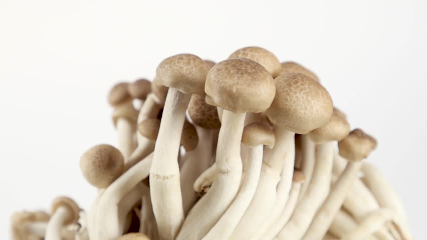 Broun Shimeji mushrooms, rotation on white background. Slow motion macro footage, selective focus.