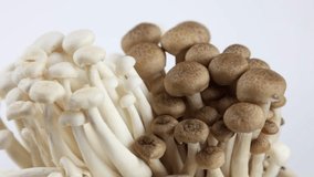 White and Broun Shimeji mushrooms, rotation on white background. Slow motion macro footage, selective focus.